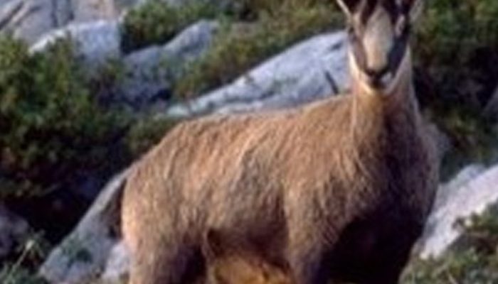 Chamois