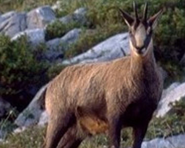 Chamois