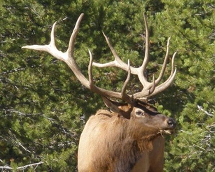 Elk