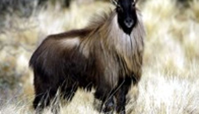 Tahr