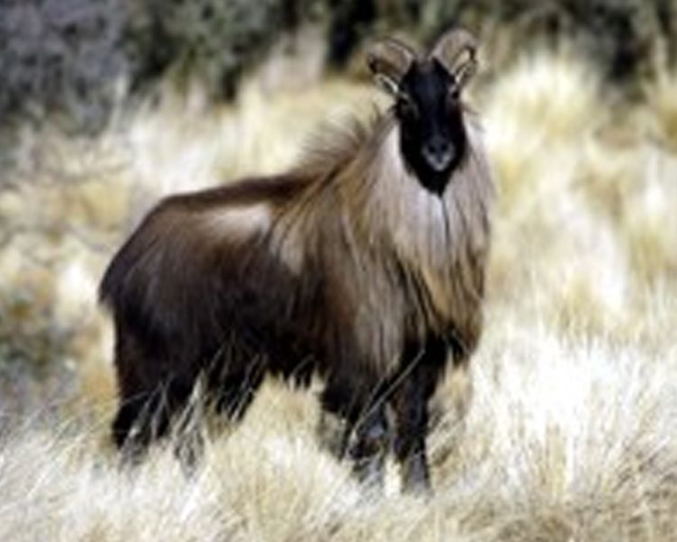 Tahr